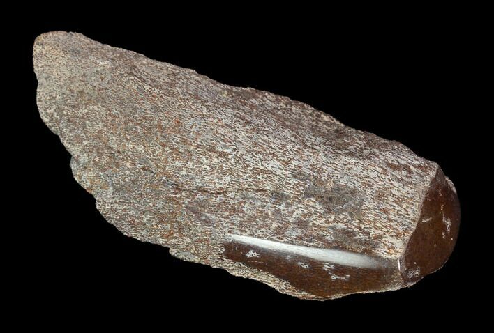 Polished Dinosaur Bone (Gembone) Section - Colorado #96429